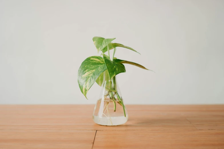 a close up of a plant in a vase on a table, by Ryan Pancoast, trending on unsplash, scientific glassware, ivy vines, ignant, high resolution product photo