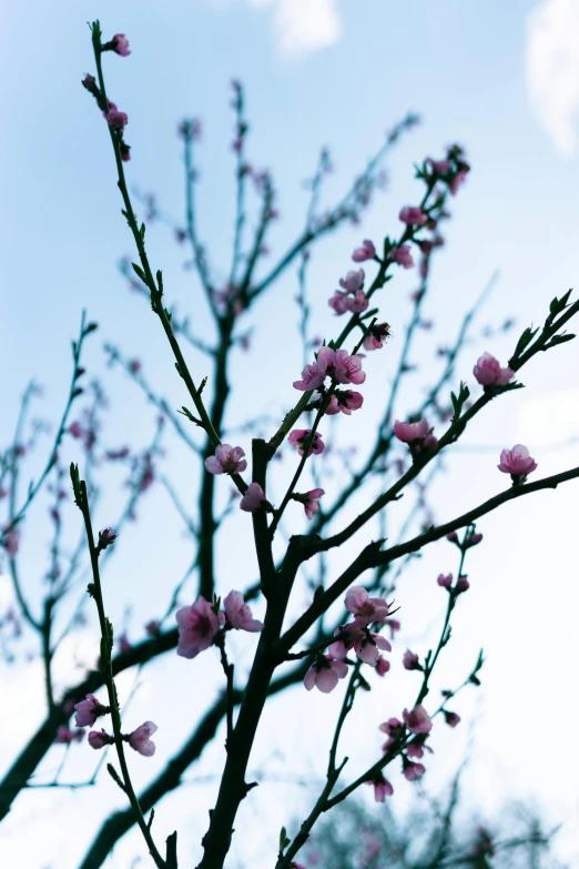 a tree with pink flowers against a blue sky, an album cover, overexposed photograph, peaches, color photograph, buds