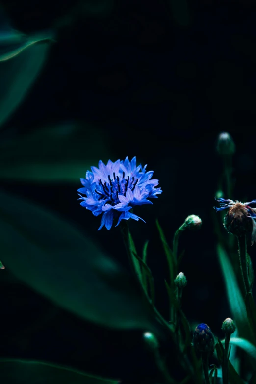 a blue flower sitting on top of a lush green field, a macro photograph, by Elsa Bleda, unsplash, on a black background, blue night, avatar image, dark. no text