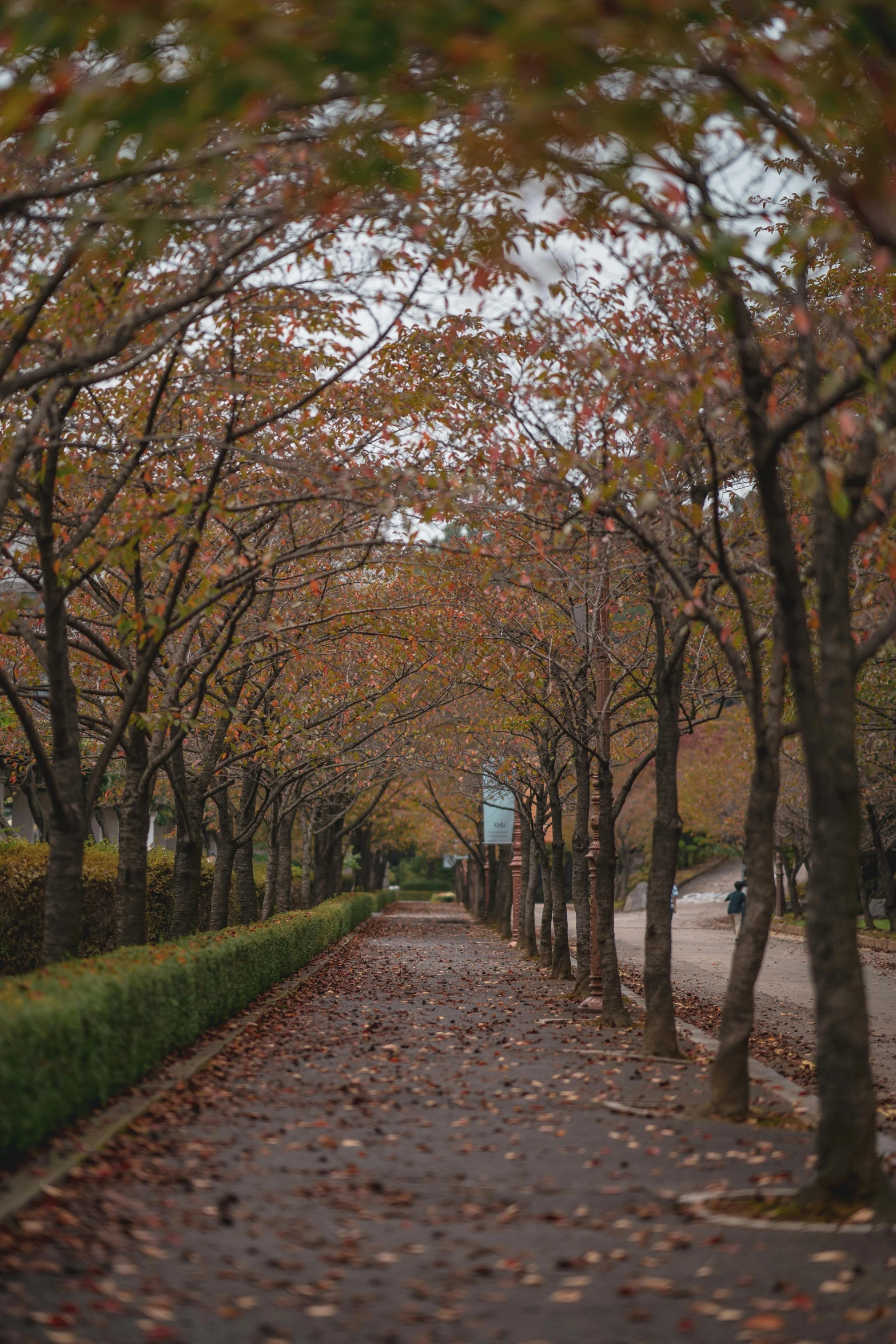 a street lined with lots of trees covered in leaves, a picture, unsplash contest winner, mingei, pyongyang city, exterior botanical garden, faded colors, late autumn