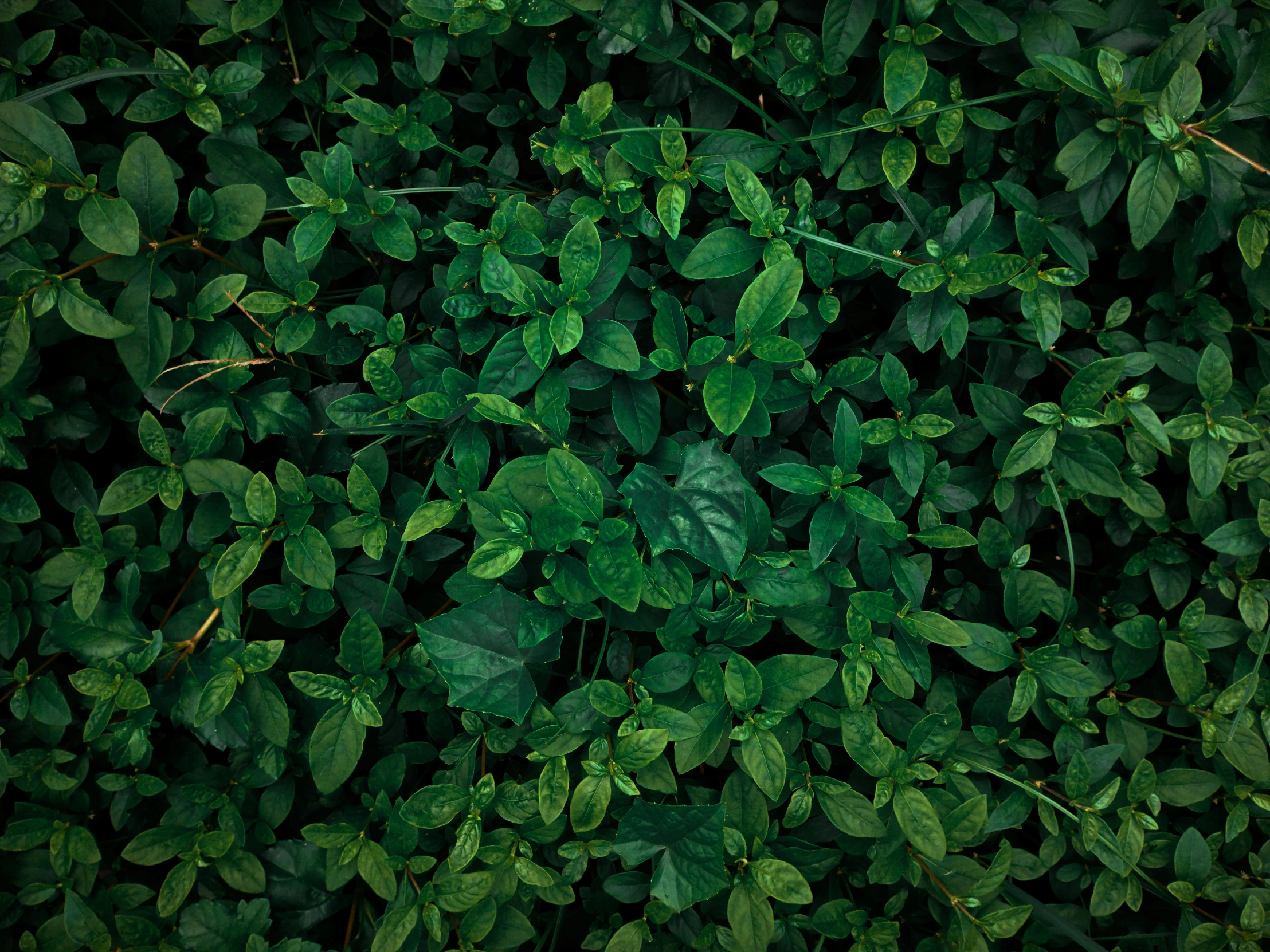 the top view of a dense green plant