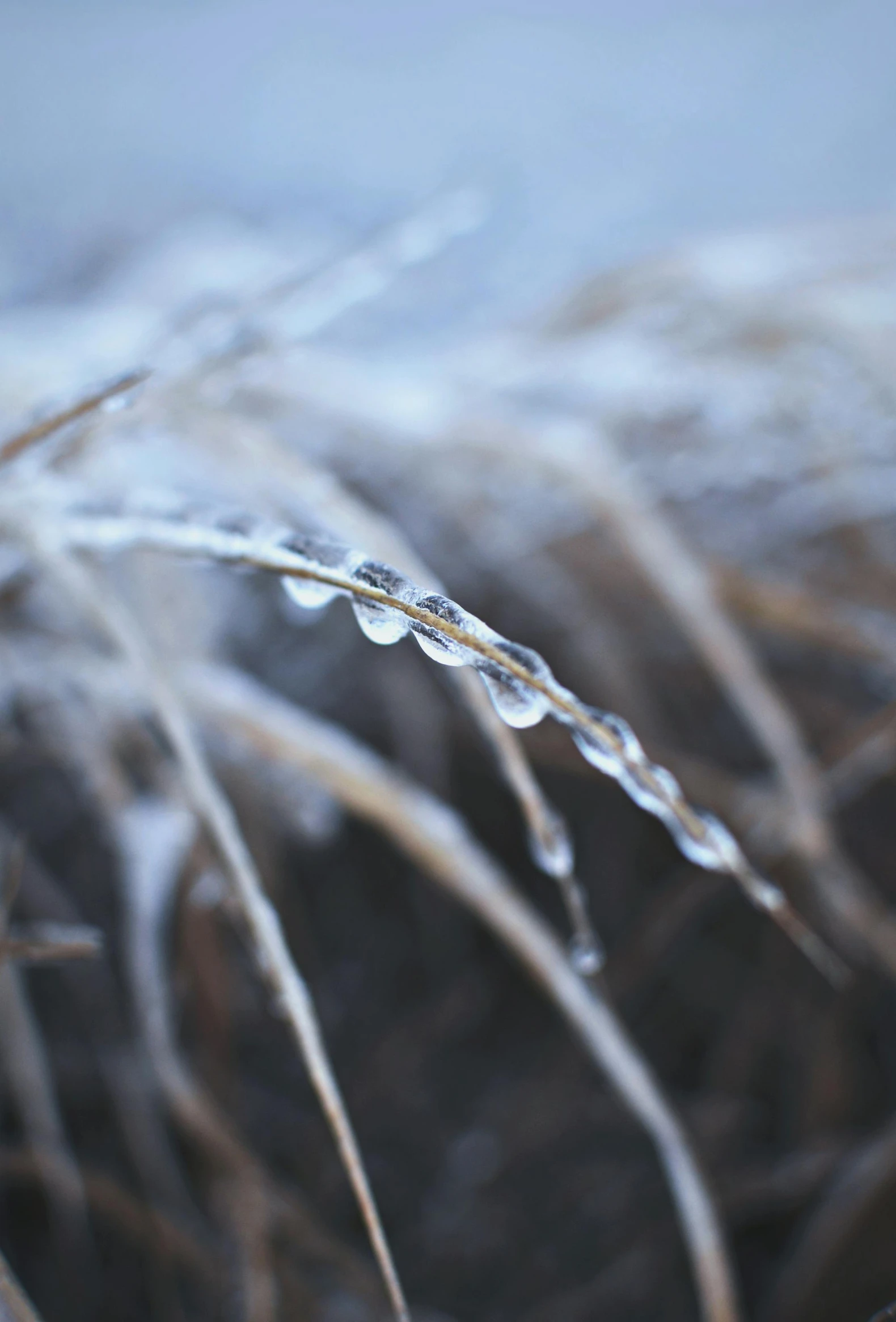 a fire hydrant sitting on top of a grass covered field, a macro photograph, by Ryan Pancoast, trending on unsplash, land art, icicles, tear drops, chiffon, close up of iwakura lain