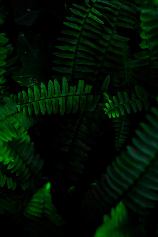 a close up of a plant with green leaves, dark neon colored rainforest, ferns, taken with sony alpha 9, a green