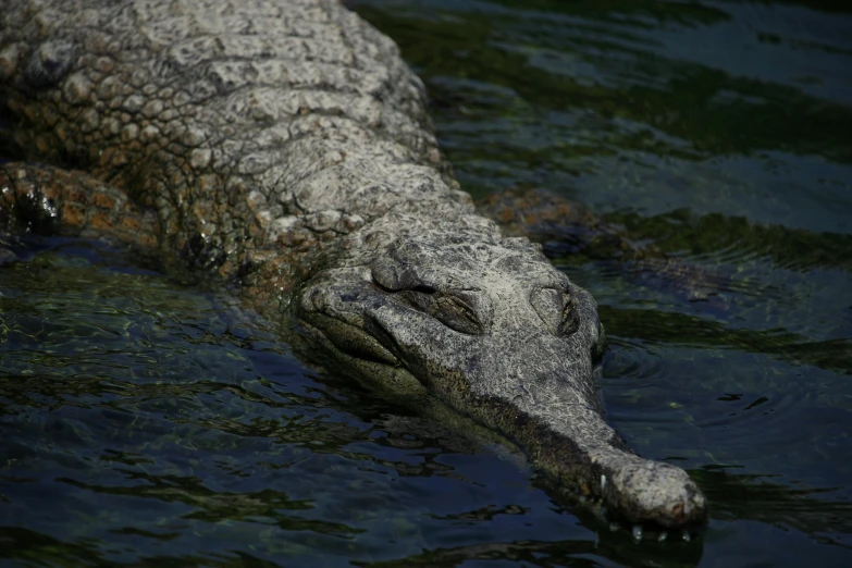 a large alligator floating on top of a body of water, all looking at camera
