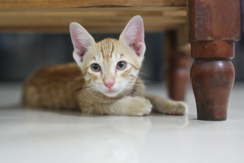 a cat that is laying down under a table, by Basuki Abdullah, fan favorite, kittens, at home, low dof