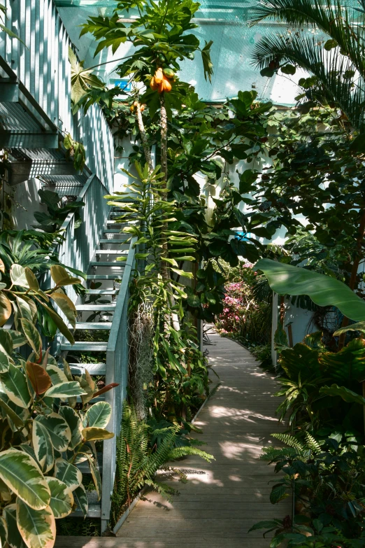 a walkway lined with lots of plants next to a building, tropical plants, indoor, teal aesthetic, overgrown spamp