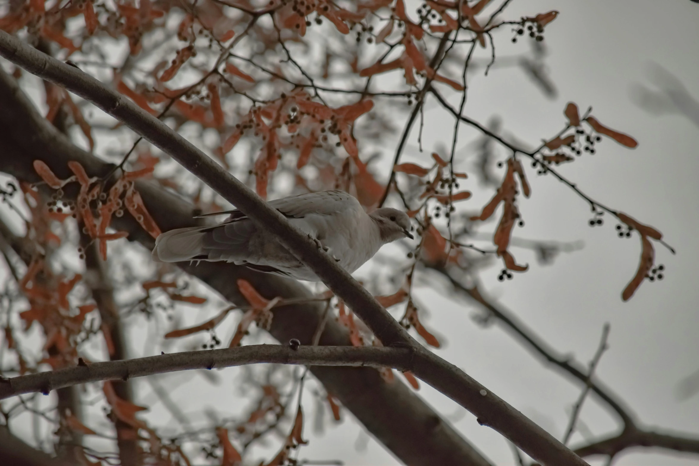 a bird sitting on top of a tree branch, a photo, pexels contest winner, arabesque, gray color, white dove, winter photograph, low quality footage