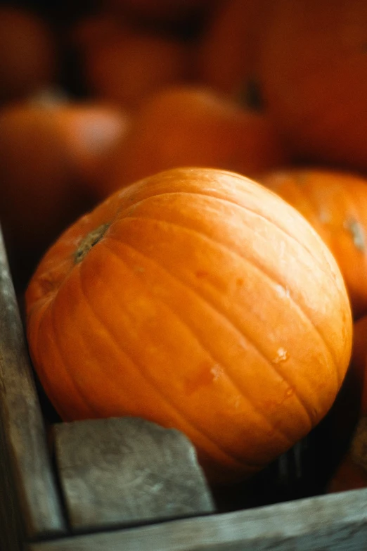 a wooden box filled with lots of orange pumpkins, by David Garner, 2 5 6 x 2 5 6 pixels, up-close, promo image, dessert