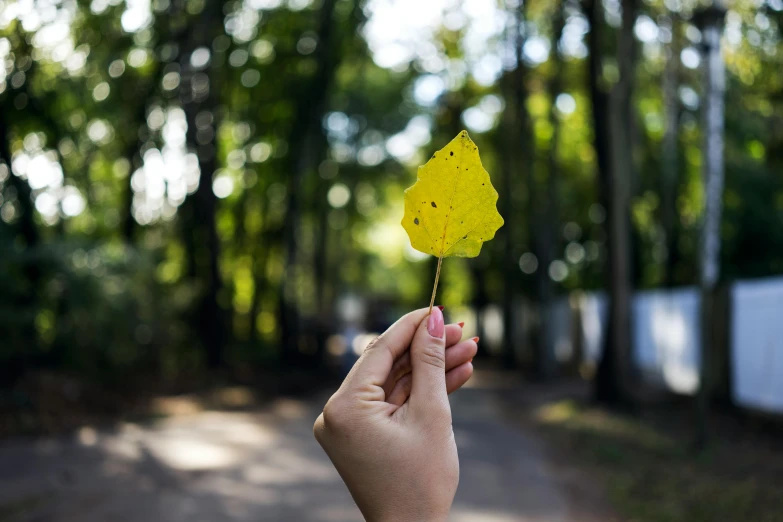 a person holding a yellow leaf in their hand, pexels contest winner, instagram post, a green, no blur, afternoon