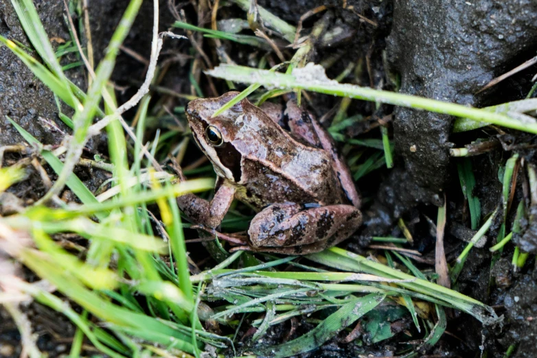 a frog that is sitting in the grass, by Matt Cavotta, unsplash, renaissance, fan favorite, wet ground, avatar image, brown