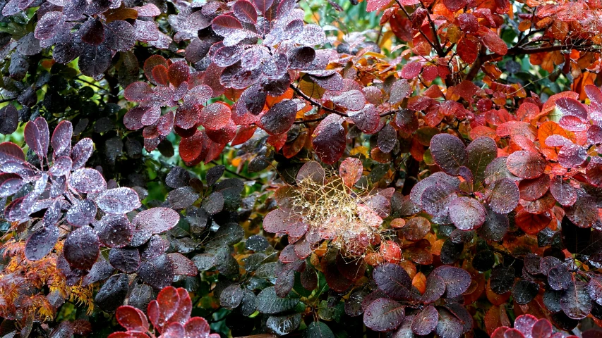 a bush filled with lots of red and purple leaves, by Jan Rustem, covered in water drops, nothofagus, webs, full image