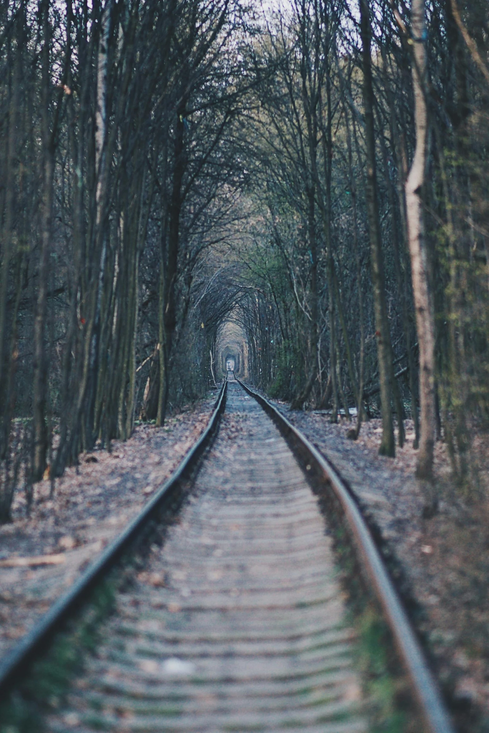 an image of a railroad track going to the woods