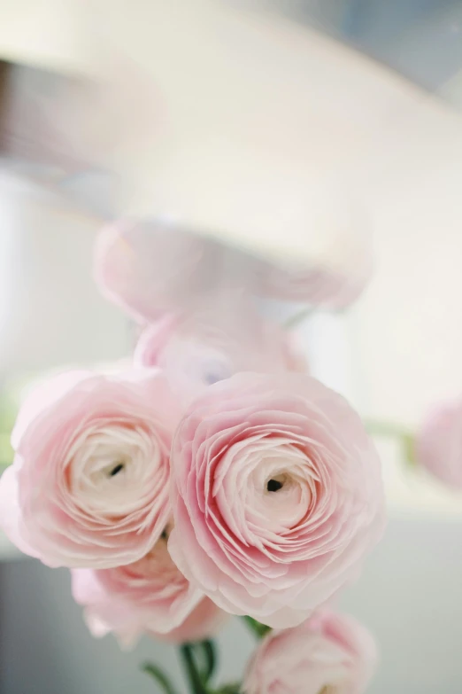 a close up view of some pink flowers