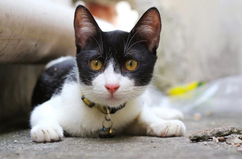 a black and white cat laying on the ground, pexels contest winner, wearing collar, large yellow eyes, over-the-shoulder shot, young adult male