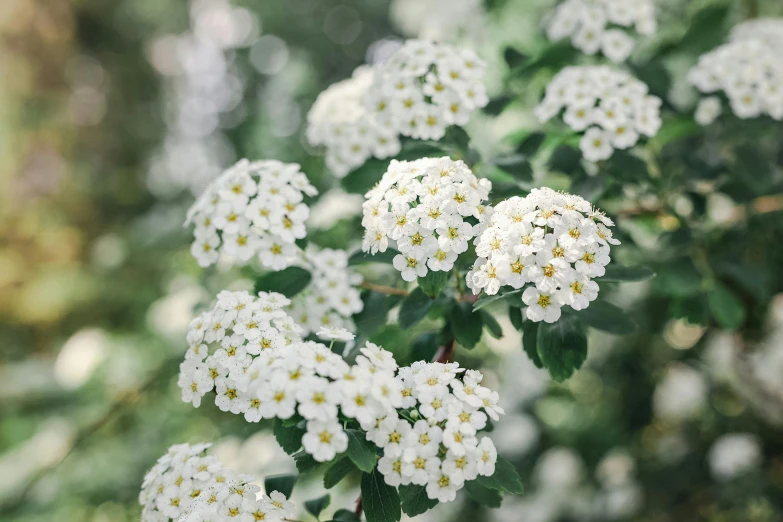 a bunch of white flowers with green leaves, inspired by Barbara Nasmyth, unsplash, nothofagus, no cropping, multicoloured, smooth tiny details