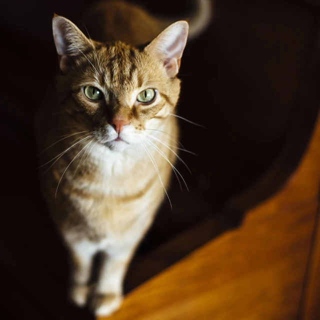 a cat sitting on top of a wooden chair, by Julia Pishtar, unsplash, looking up at camera, high angle close up shot, instagram photo, getty images