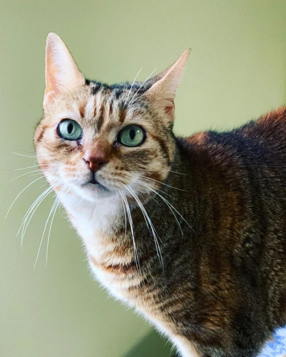 a cat sitting on top of a blue blanket, an epic non - binary model, big green eyes, instagram post, looking left