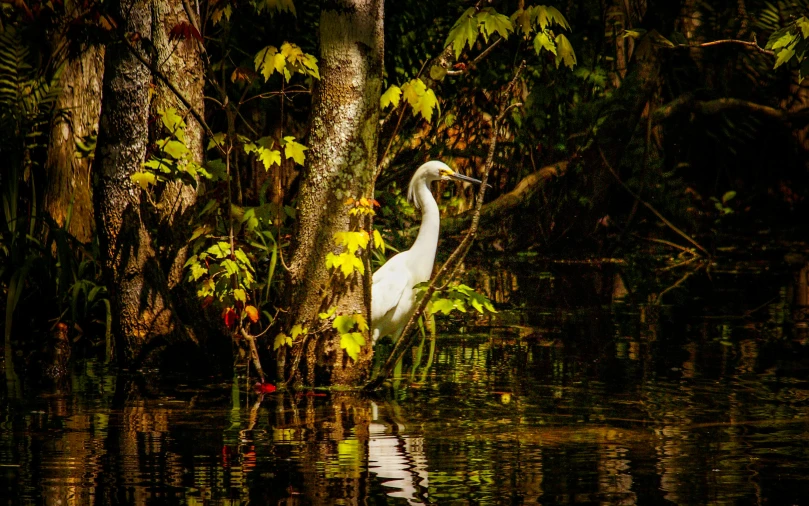 a white bird standing in a body of water, in a tropical forest, nature photograph, fishing, swamp forest