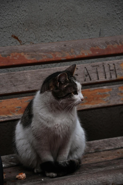 a cat sitting on top of a wooden bench