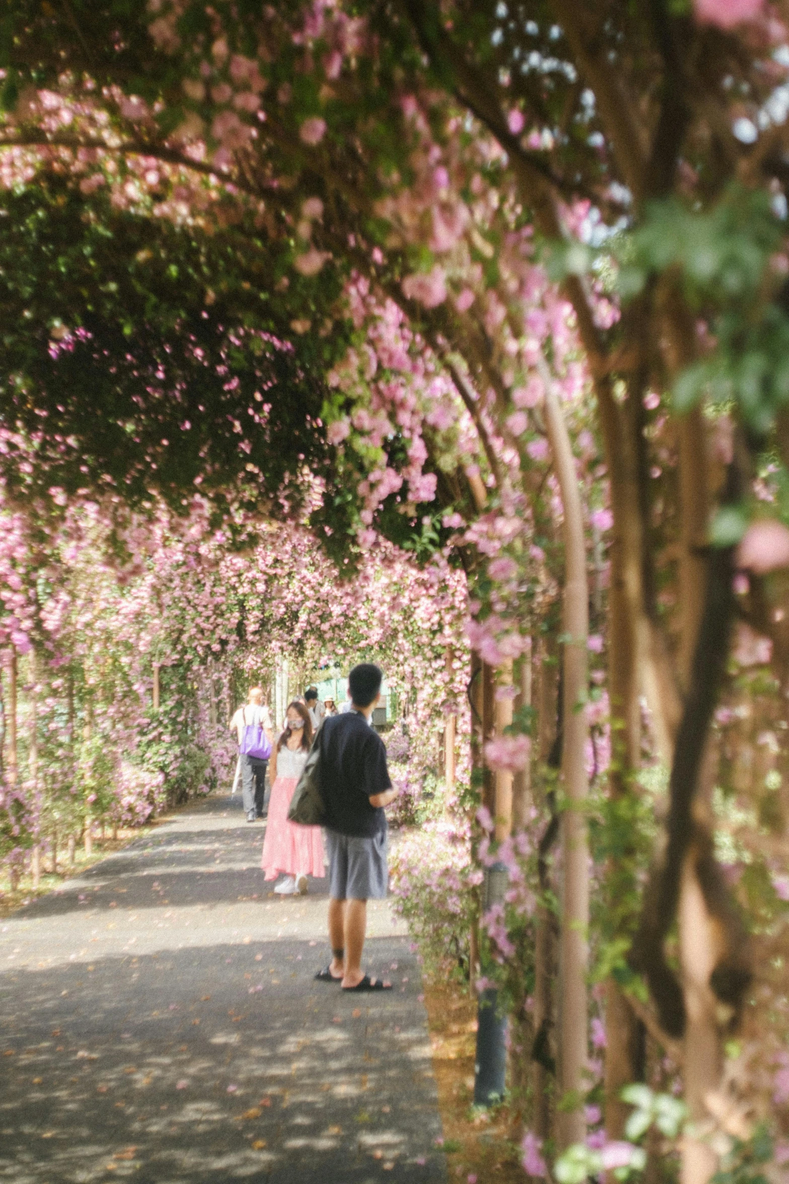 many people are walking down the road near pink flowers