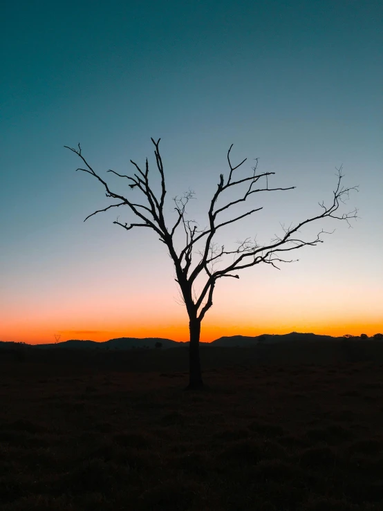 a lone tree in the middle of a field at sunset, unsplash contest winner, night time australian outback, dry trees, ((sunset)), overlooking a desolate wasteland