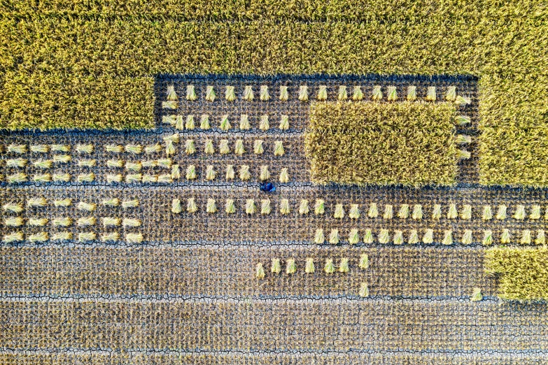 an aerial view of a field of crops, a digital rendering, inspired by Andreas Gursky, reddit, some yellow and blue, aerial view. hand stitching, 🕹️ 😎 🚬, taiwan