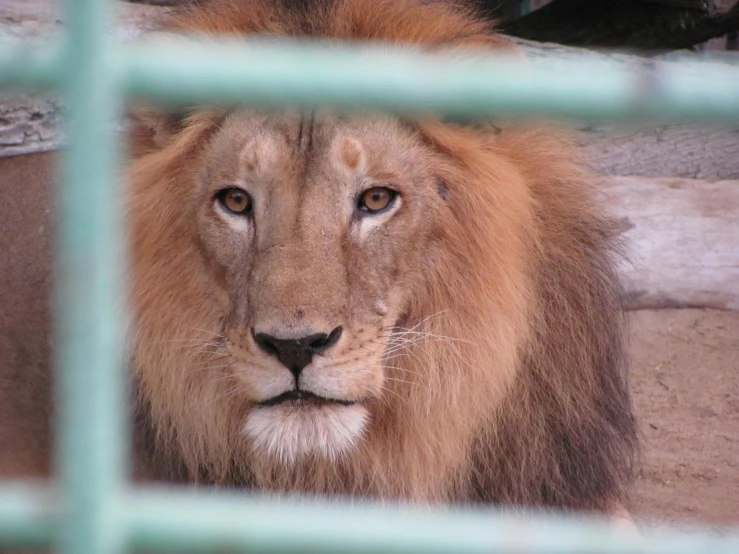 a close up of a lion behind a fence, looking out a window, cages, looking down on the camera, sitting down