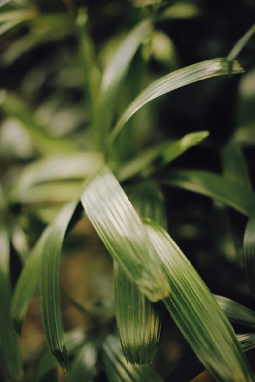 a close up of a plant with green leaves, a macro photograph, by Elsa Bleda, straw, full frame image, lo-fi, jungle