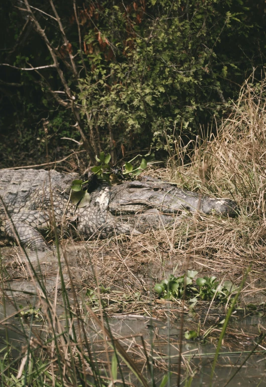 a bird sitting on top of a rock next to a body of water, alligators, lying down, in a jungle, up-close