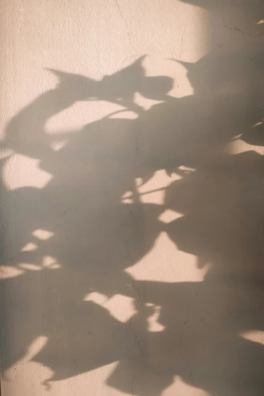 a shadow of a plant on a wall, by Emily Shanks, visual art, butterflies and sunrays, soft light - n 9, as photograph, brown