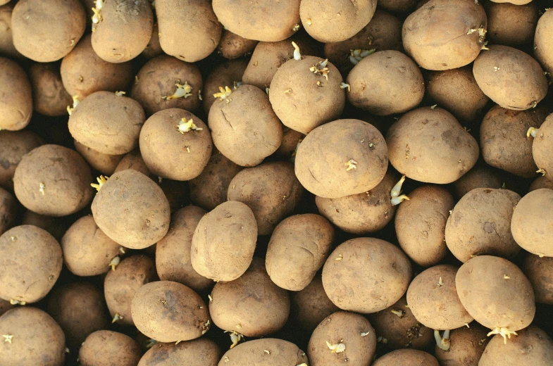 a pile of potatoes sitting on top of each other, unsplash, art nouveau, portrait image, brown, 2000s photo