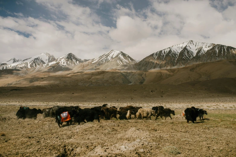 a flock of cattle in an open area with mountains behind it