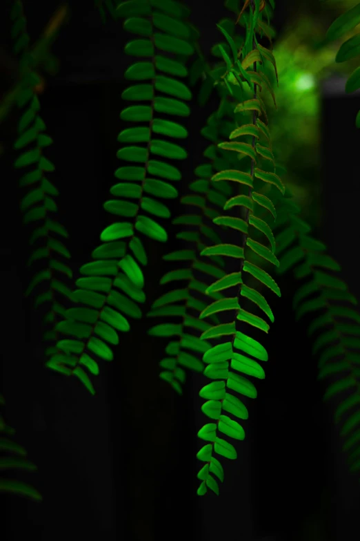 a close up of a plant with green leaves, inspired by Bruce Munro, unsplash, neon glowing wood, fern, medium format. soft light, very dark with green lights