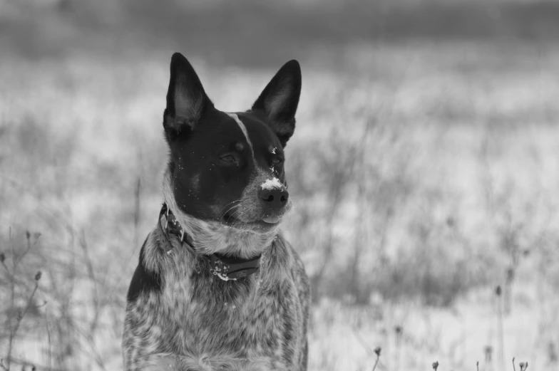 a black and white photo of a dog in a field, with a pointed chin, black and white and red colors, icey, looking content