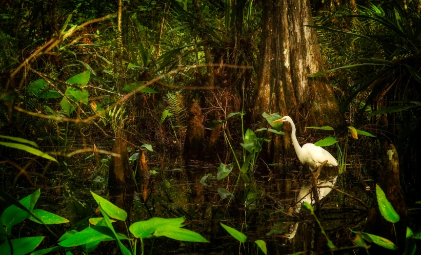 a white bird standing in the middle of a swamp, inspired by Martin Johnson Heade, pixabay contest winner, in deep jungle forest, amazing color photograph, fine art print, fishing