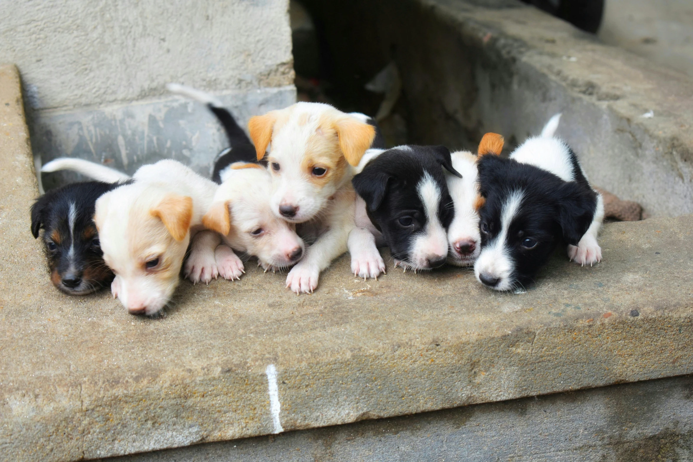a group of puppies sitting next to each other, by Sam Dillemans, bangalore, multiple stories, thumbnail, handheld