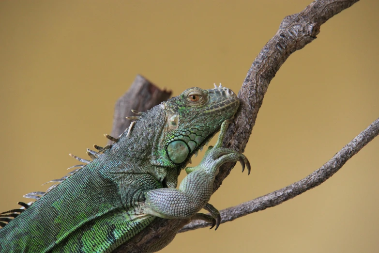 a close up of a lizard on a tree branch, by Terese Nielsen, pexels contest winner, iguana, indoor, regal pose, no cropping
