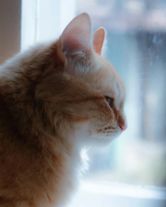 a close up of a cat looking out a window, lgbtq, multiple stories, he is sad, orange fluffy belly