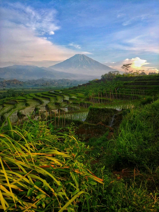 a rice field with a mountain in the background, by Kogan Gengei, pexels contest winner, sumatraism, square, slide show, overlooking, 8 k )