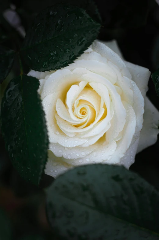a white rose with water droplets on it, slide show, tall, lush surroundings, jen yoon