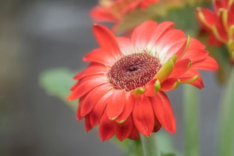 a close up of a red flower with green leaves, a picture, by Mandy Jurgens, pexels contest winner, photorealism, chrysanthemum eos-1d, color ( sony a 7 r iv, pastel', small depth of field