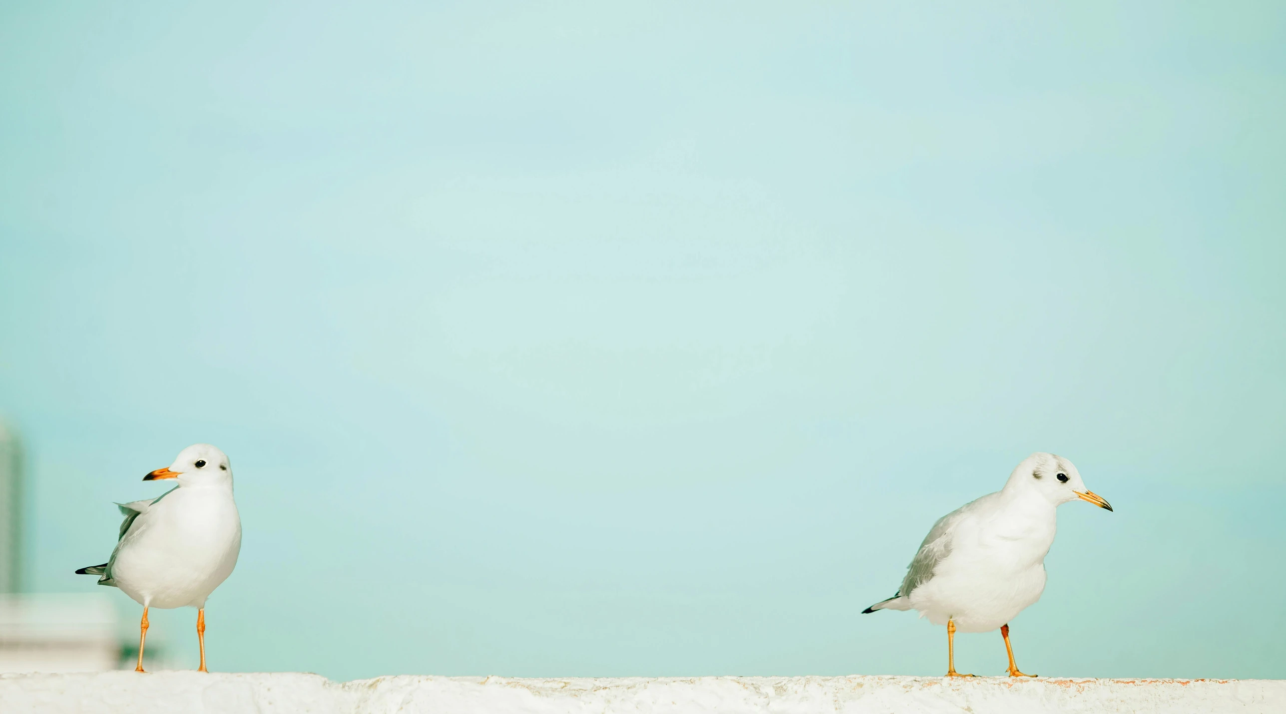 two seagulls standing next to each other on a beach, pexels contest winner, minimalism, white and pale blue, mixed art, resting, photographic print