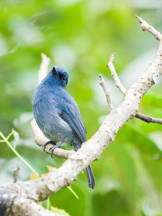a blue bird sitting on top of a tree branch, sumatraism, slide show, multiple stories, grey, uncropped
