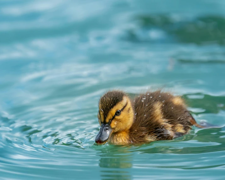 a duck that is swimming in some water, by Jacob Duck, pexels contest winner, hatched ear, manuka, children's, mallard (anas platyrhynchos)
