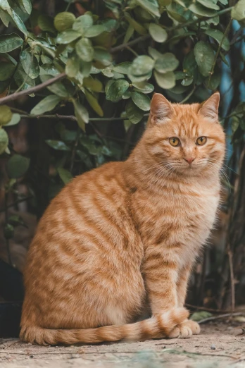an orange cat sitting in front of a bush, a picture, pexels contest winner, extremely handsome, confident stance, gif, high resolution photo