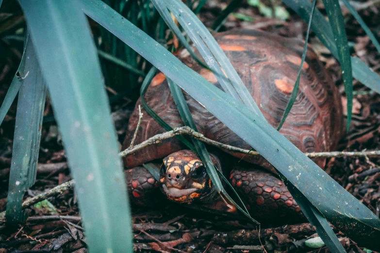 a close up of a turtle in the grass, a portrait, unsplash contest winner, hurufiyya, “ iron bark, coloured film photography, terracotta, looking the camera