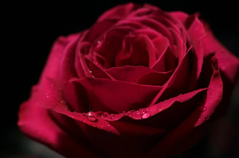 there is water on the petals of this rose