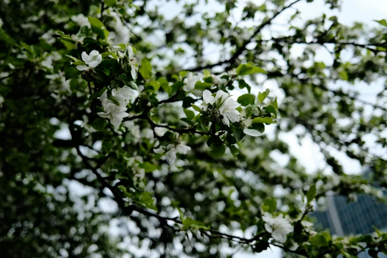 a close up of a tree with white flowers, alvar aalto, apple, shot on sony alpha dslr-a300, detail