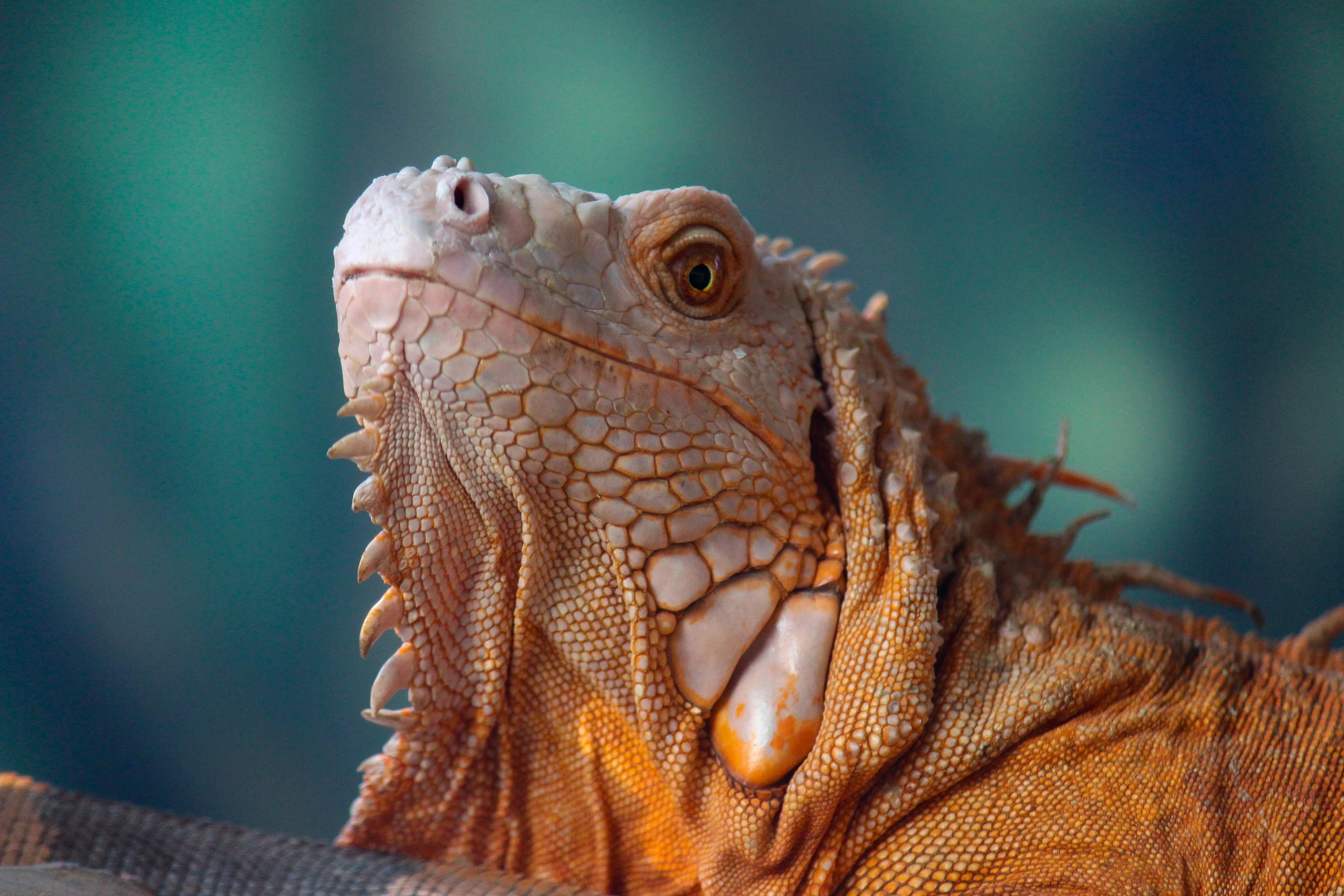 a close up of a lizard on a branch, a portrait, pexels contest winner, iguana, warm shading, 🦩🪐🐞👩🏻🦳, hyper realistic color photo