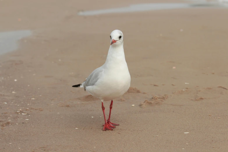a white bird standing on top of a sandy beach, front facing the camera, white red, bald, pale - skinned